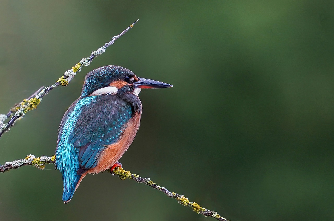 martin fisher, bird, perched bird, small bird, feathers, plumage, ave, avian, ornithology, animal world, bird watching, close up, bokeh, nature, beak, fauna, bird, bird, bird, bird, bird, bokeh, bokeh
