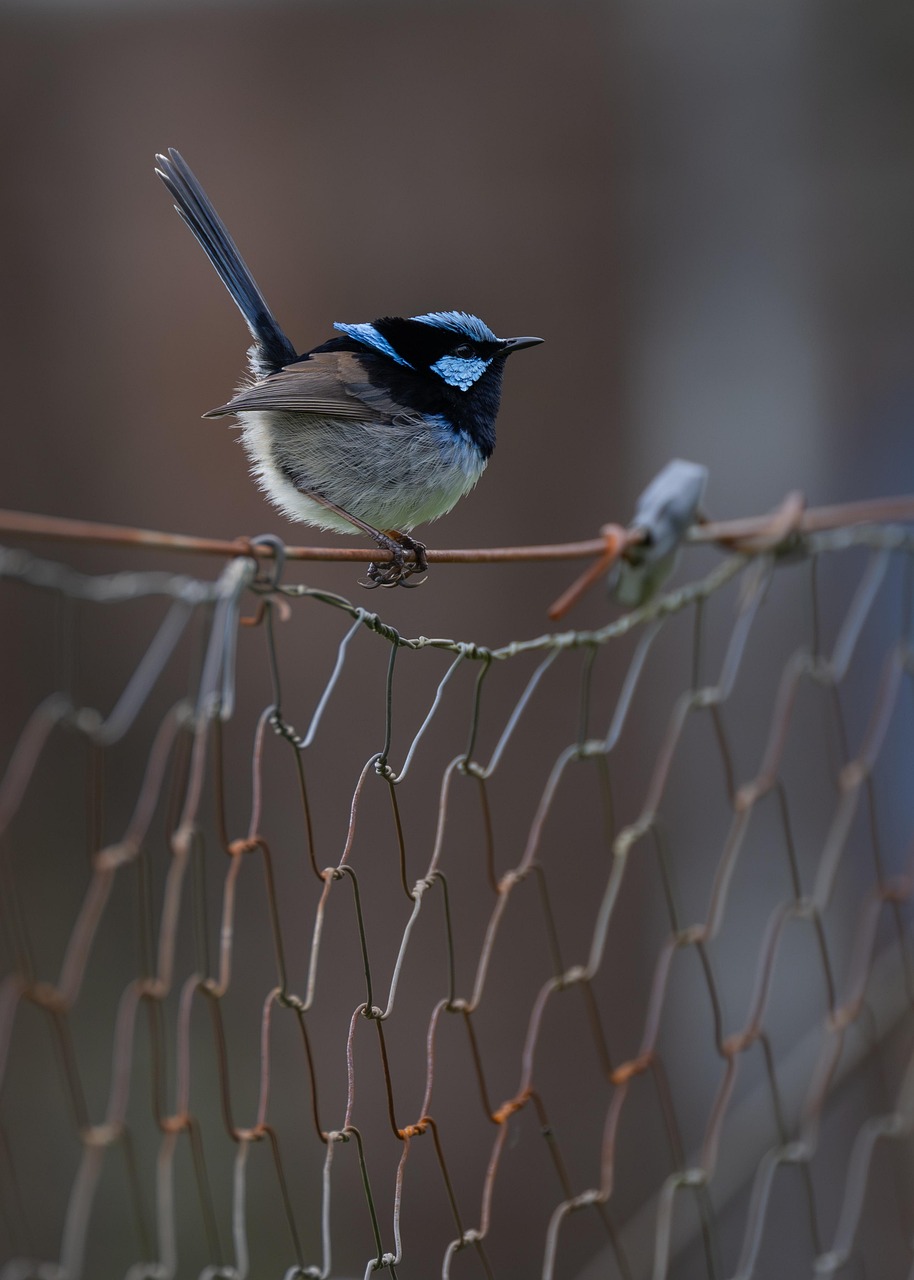 superb fairywren, fairywren, wren, bird, malurus cyaneus, blue wren, wildlife, wild, bird watching, ornithology, avian, nature, male bird, animal, perched, wire fence, australia, australian, wren, bird, bird, bird, bird, bird, nature, nature